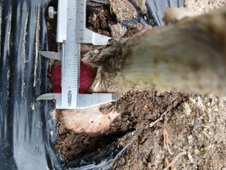 무료지식나눔 팜닥터님의 마늘 · 병해충상담 작성글 사진