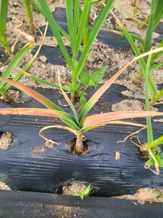 친환경님의 마늘 · 병해충상담 작성글 사진