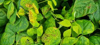 농건이님의 콩 · 병해충상담 작성글 사진