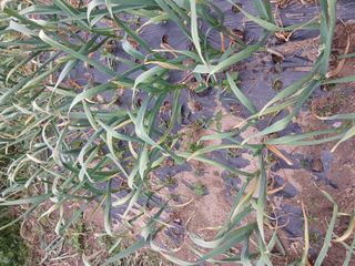 무료지식나눔 팜닥터님의 마늘 · 병해충상담 작성글 사진