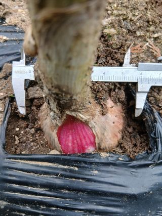 무료지식나눔 팜닥터님의 마늘 · 병해충상담 작성글 사진
