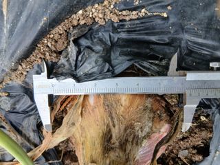 무료지식나눔 팜닥터님의 마늘 · 병해충상담 작성글 사진