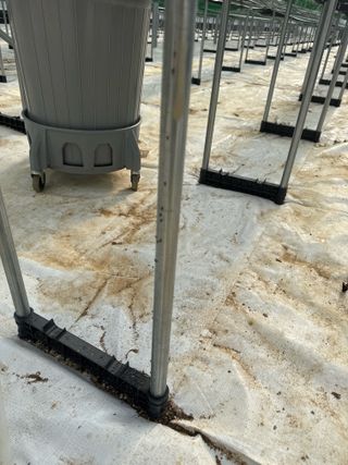 ^^님의 딸기 · 병해충상담 작성글 사진