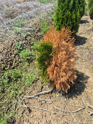 박주성님의 기타작물 · 병해충상담 작성글 사진