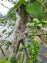 팜모닝 매실·병해충상담 게시글 이미지