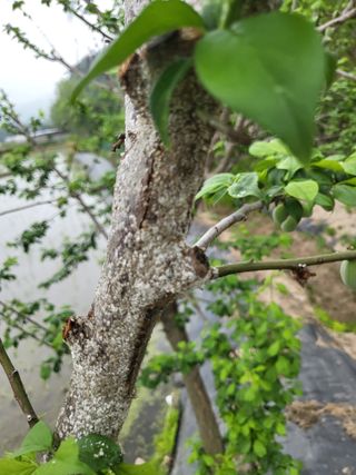 김희철님의 매실 · 병해충상담 작성글 사진