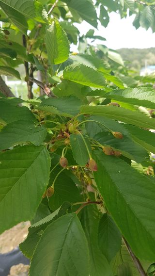 최춘득 청대산 님의 기타작물 · 병해충상담 작성글 사진