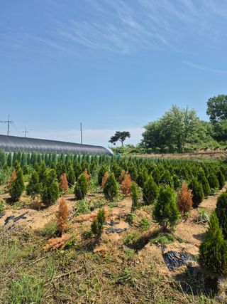 박주성님의 기타작물 · 병해충상담 작성글 사진