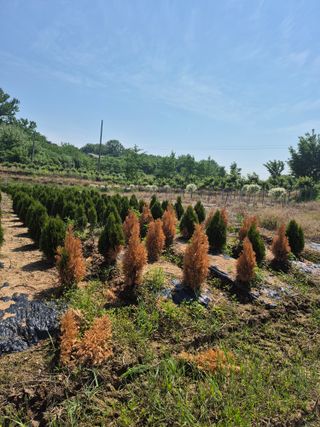 박주성님의 기타작물 · 병해충상담 작성글 사진