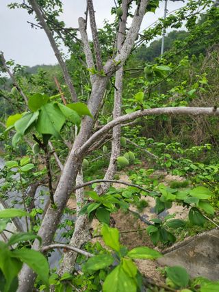 김희철님의 매실 · 병해충상담 작성글 사진