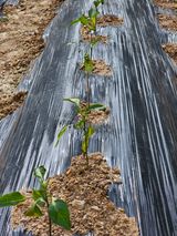 팜모닝 고추·병해충상담 게시글 이미지