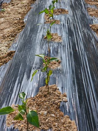 박인화님의 고추 · 병해충상담 작성글 사진