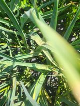 팜모닝 마늘·병해충상담 게시글 이미지