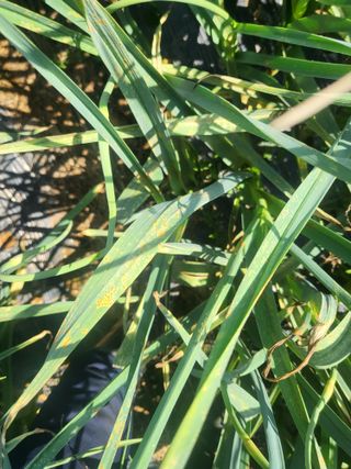 순창상추♡고추님의 마늘 · 병해충상담 작성글 사진