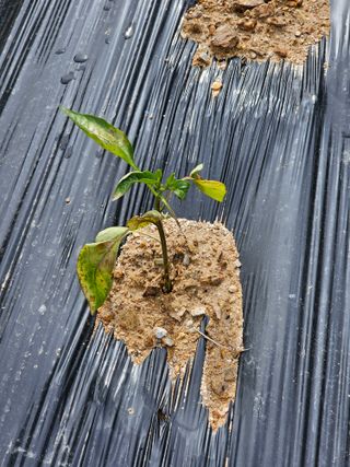 박인화님의 고추 · 병해충상담 작성글 사진