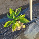 팜모닝 고추·병해충상담 게시글 이미지