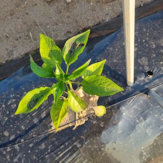 유일무님의 고추 · 병해충상담 작성글 사진