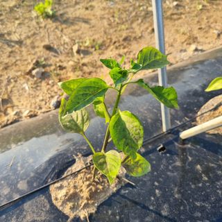 유일무님의 고추 · 병해충상담 작성글 사진