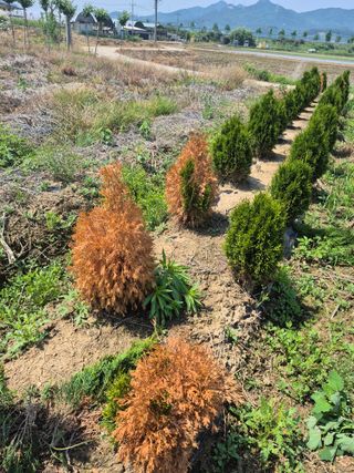 박주성님의 기타작물 · 병해충상담 작성글 사진