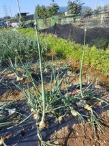 팜모닝 양파·병해충상담 게시글 이미지