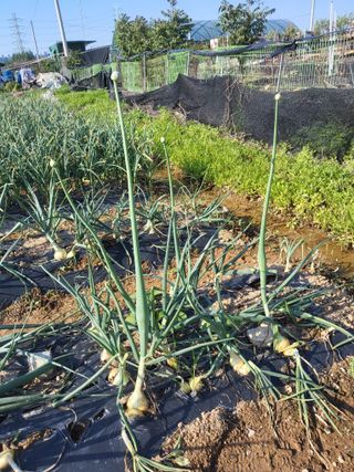 영원한 초보텃밭님의 양파 · 병해충상담 작성글 사진