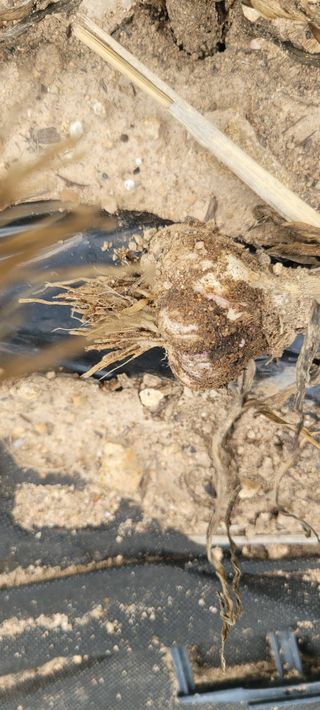 이태희님의 마늘 · 병해충상담 작성글 사진