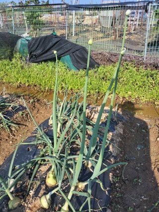 영원한 초보텃밭님의 양파 · 병해충상담 작성글 사진