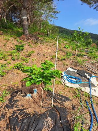 귀산촌님의 감 · 병해충상담 작성글 사진