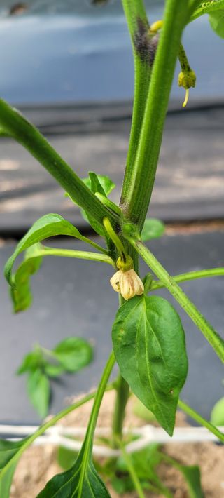 이태희님의 고추 · 병해충상담 작성글 사진