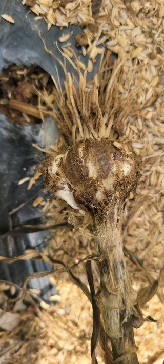 이태희님의 마늘 · 병해충상담 작성글 사진