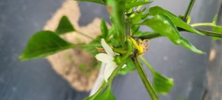 이태희님의 고추 · 병해충상담 작성글 사진