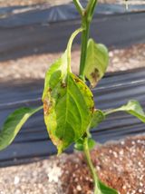 팜모닝 고추·병해충상담 게시글 이미지