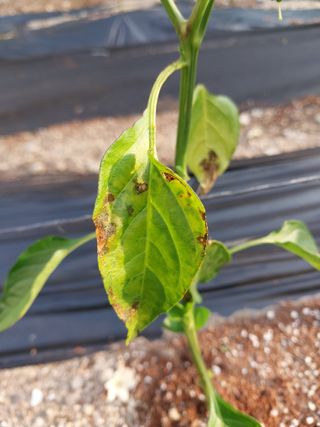 쏘쏘함님의 고추 · 병해충상담 작성글 사진