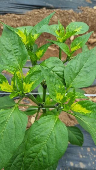 이상균님의 고추 · 병해충상담 작성글 사진