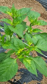 팜모닝 고추·병해충상담 게시글 이미지