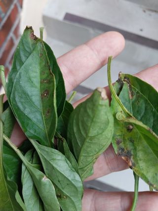 쏘쏘함님의 고추 · 병해충상담 작성글 사진