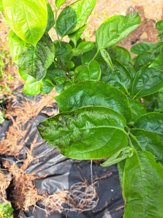 귀산촌님의 감 · 병해충상담 작성글 사진