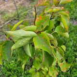 팜모닝 자두·병해충상담 게시글 이미지