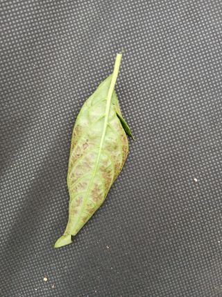 정갑인님의 고추 · 병해충상담 작성글 사진