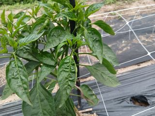 정갑인님의 고추 · 병해충상담 작성글 사진