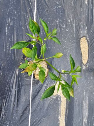 김현주님의 고추 · 병해충상담 작성글 사진