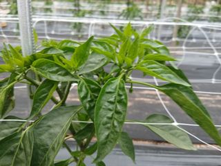 정갑인님의 고추 · 병해충상담 작성글 사진