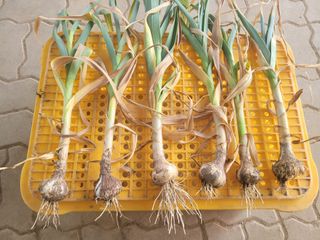 친환경님의 마늘 · 병해충상담 작성글 사진