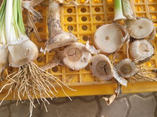 친환경님의 마늘 · 병해충상담 작성글 사진