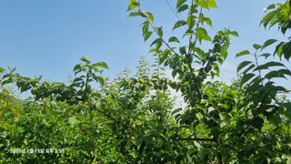 황매실님의 매실 · 병해충상담 작성글 사진