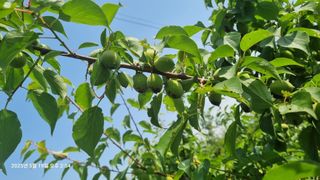 황매실님의 매실 · 병해충상담 작성글 사진