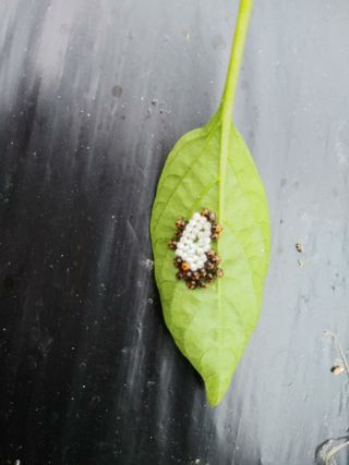 헤이쥬회원님의 고추 · 병해충상담 작성글 사진