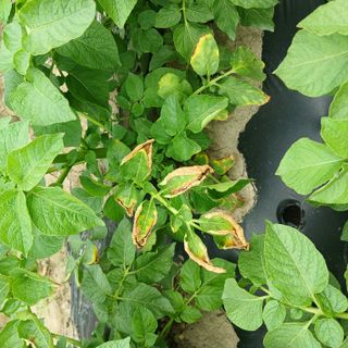 영이네 텃밭님의 감자 · 병해충상담 작성글 사진