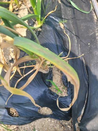 친환경님의 마늘 · 병해충상담 작성글 사진