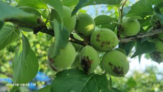 황매실님의 매실 · 병해충상담 작성글 사진